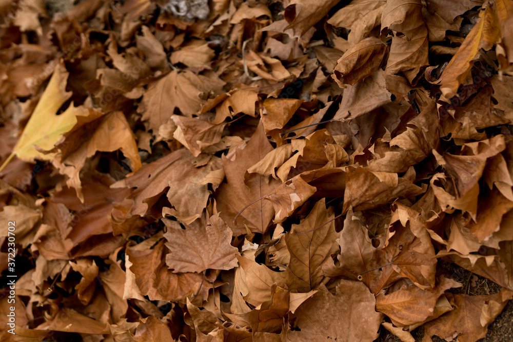 autumn leaves backgrounds autumn leaves backgrounds