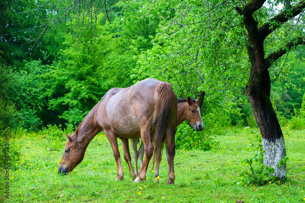 wild horse on a large meadow with beautiful scenery of blue sky and quiet at sunrise wild horse on a large meadow with beautiful scenery of blue sky and quiet at sunrise