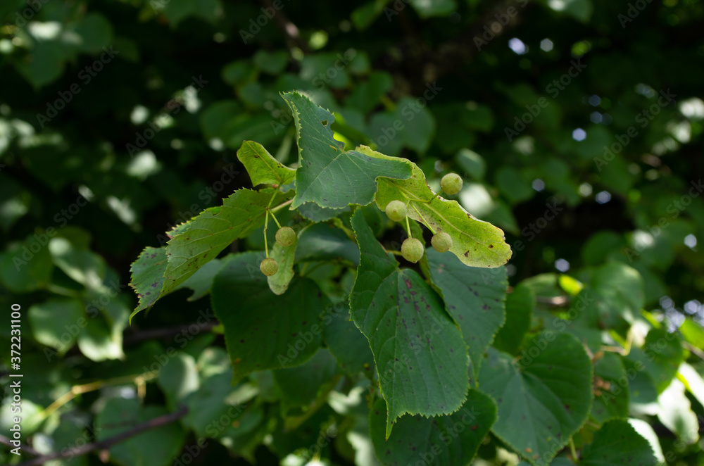 Obraz premium green leaves and seeds of a linden tree