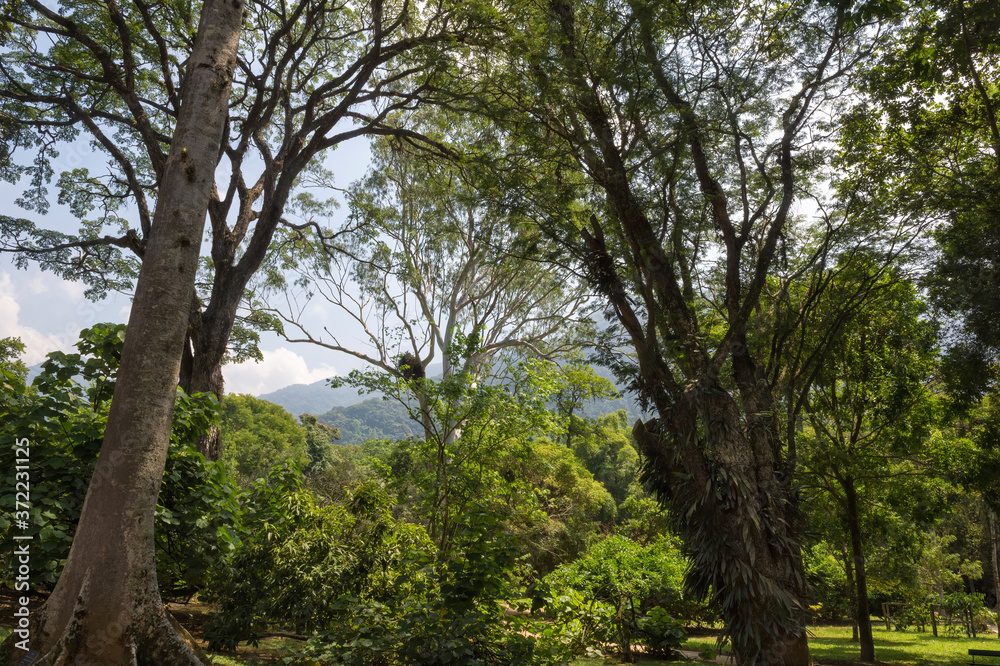 Tropical vegetation in the city, Rio de Janeiro, Brazil Tropical vegetation in the city, Rio de Janeiro, Brazil