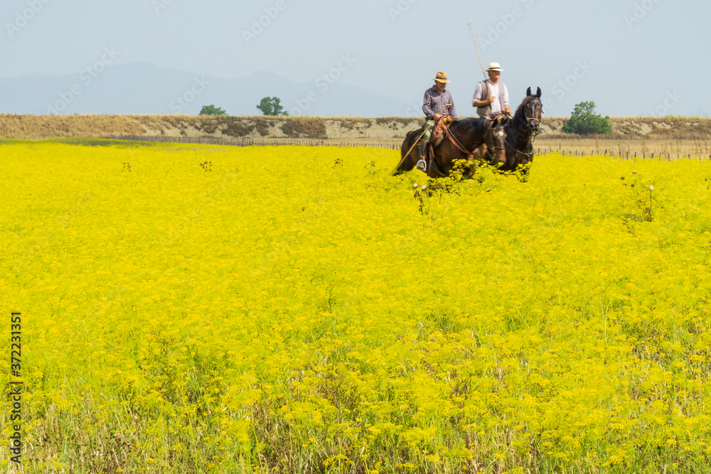 Obraz premium Italy Tuscany Alberese Maremma Natural Park called Uccellina two cowboys cross a field in rapeseed on horseback