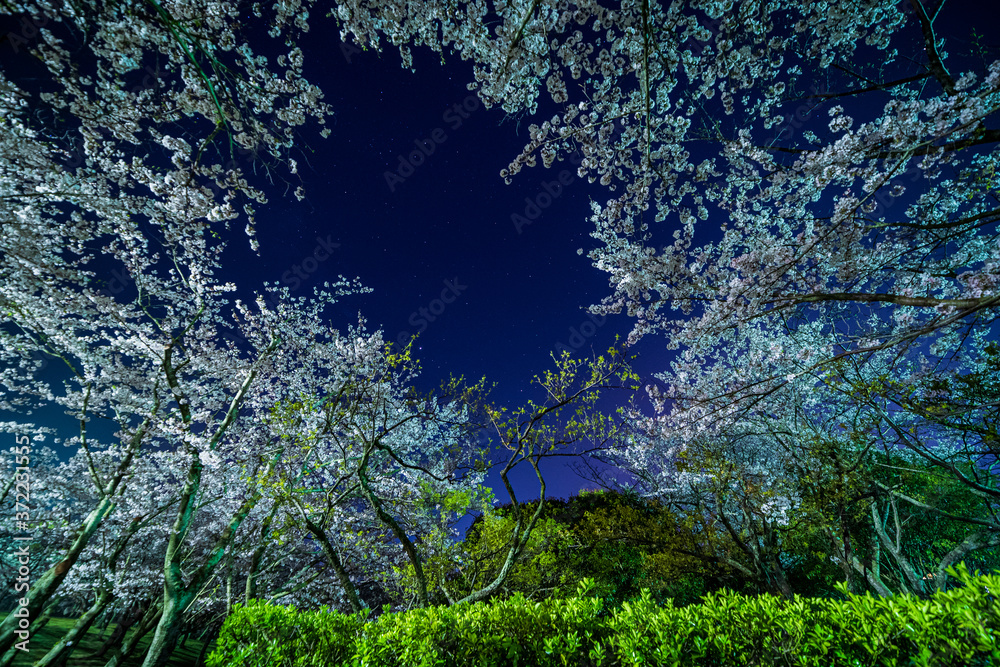 Fototapeta premium 夜桜と星空