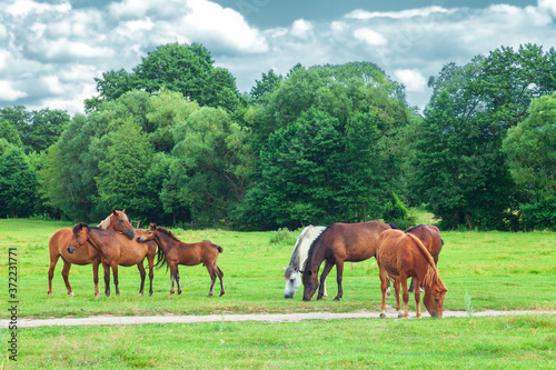 Herd of beauty wild horses and foal graze on green spring fields