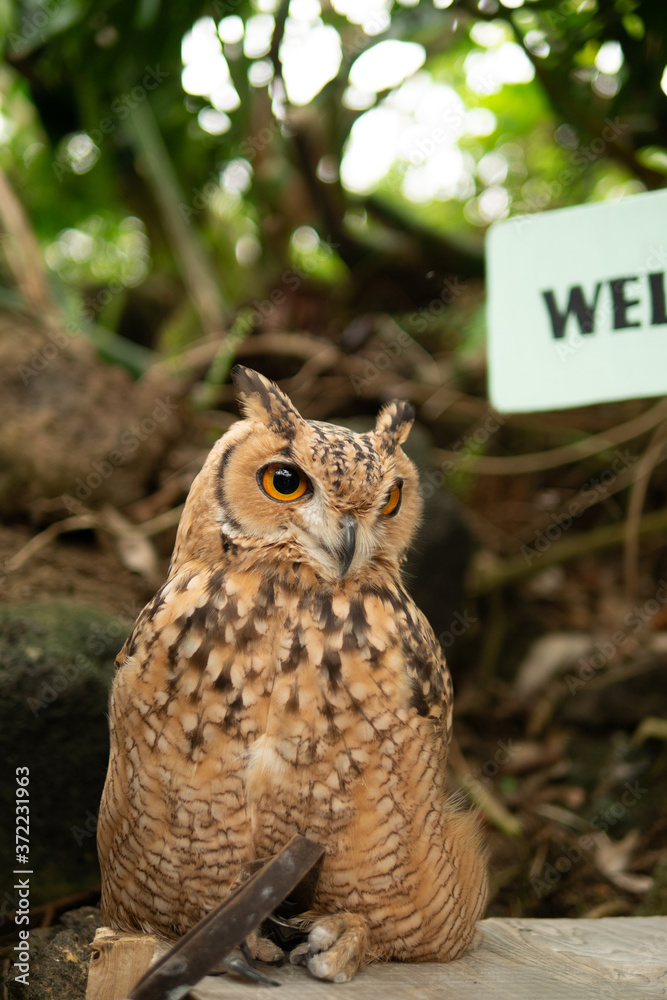 Fototapeta premium 凛々しいフクロウ