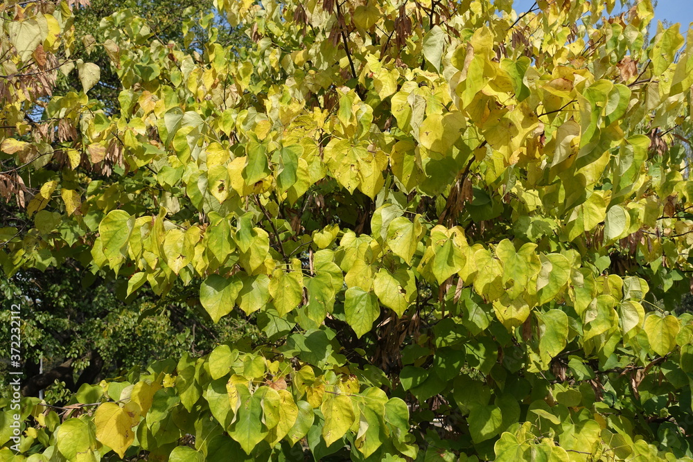 Yellow and green foliage of cercis canadensis in September Yellow and green foliage of cercis canadensis in September