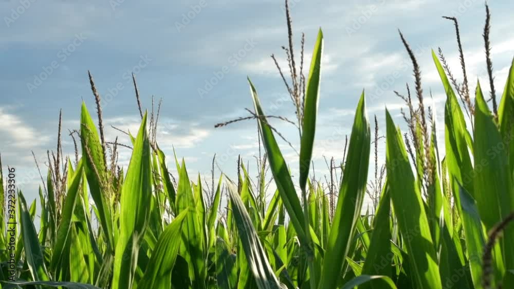 Corn crop stalks with tassel