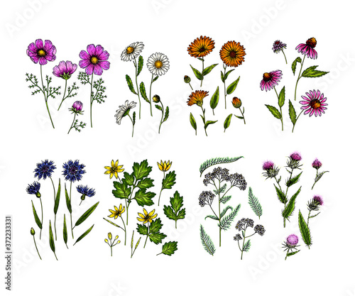 Hand drawn wild hay flowers. Medical herbs and plants. Colored Calendula, Chamomile, Cornflower, Celandine, Cosmos, Yarrow, Thistle, Echinacea. Engraved Cosmetic essential oil package herbal medicine.