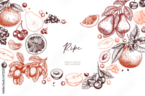 Hand drawn gargen fruits, citrus, and berries. Vector apple, pear, orange, lemon, grapefruit, mandarine, cherry, raspberry blueberry strawberry Engraved illustration Menu package cosmetic design.