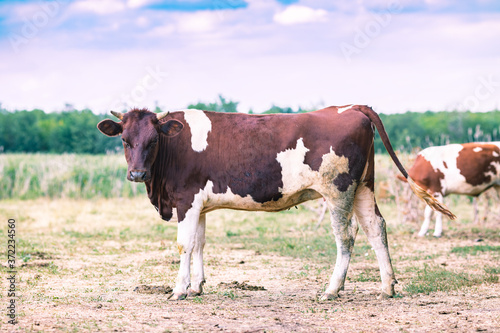 A large cow grazes in the meadow. Milk production. photo