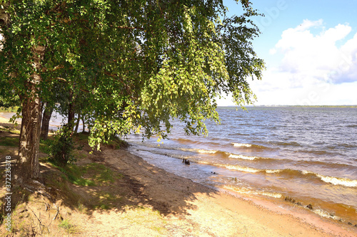 Fototapeta Naklejka Na Ścianę i Meble -  Summer seascape with large birches growing on the seashore against the backdrop of the blue sea and sky.