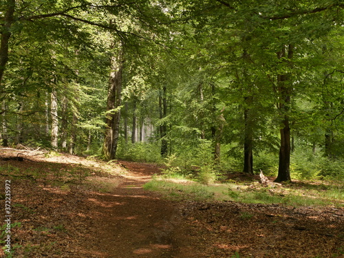 Wanderweg am Erbeskopf