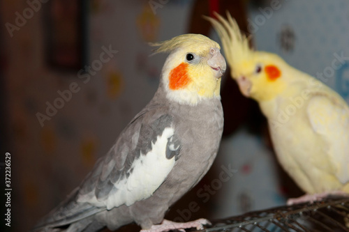 red and yellow parrot