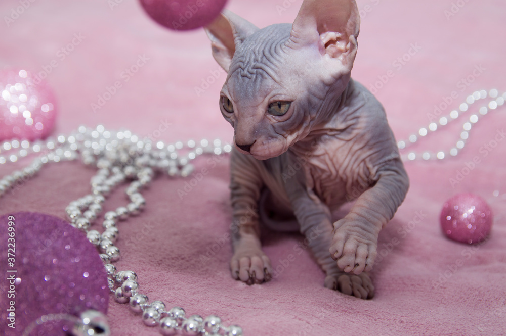 Sphynx kitten sitting on a pink blanket with Christmas balls and beads