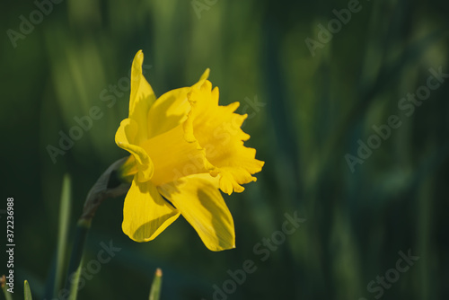 Beautiful yellow daffodils