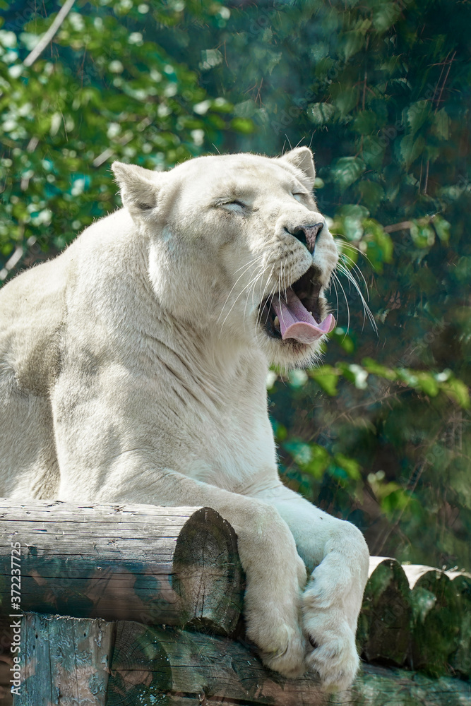 A white lioness looking intensely with her blue eyes in this beautiful close up photo of her face. This was taken in the eastern cape,south africa.