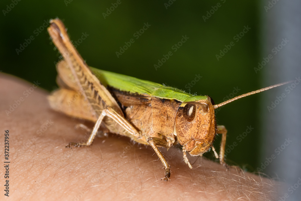 Grasshopper held by human hand. Grasshopper closeup on human hand 