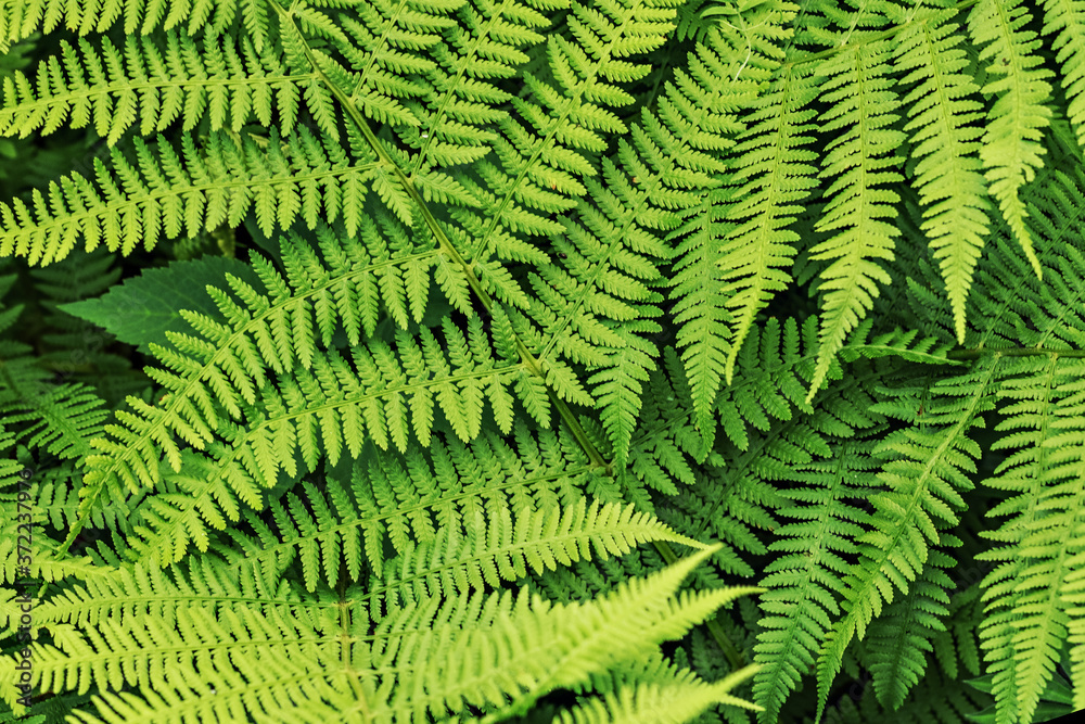 Background from green leaves of fern. Summer time. Background from green leaves of fern. Summer time.