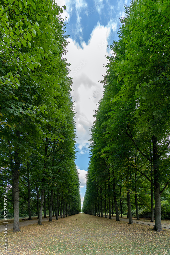 beautiful endless alley of tall trees lead to the horizon