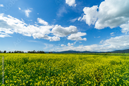 Italy Tuscany Grosseto Maremma rural landscape in bloom, rapeseed fields in flowering hills and pine forest photo