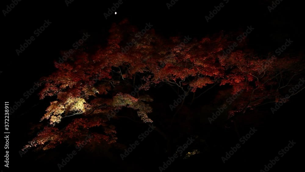 Matsushima autumn maple leaves at night Matsushima autumn maple leaves at night