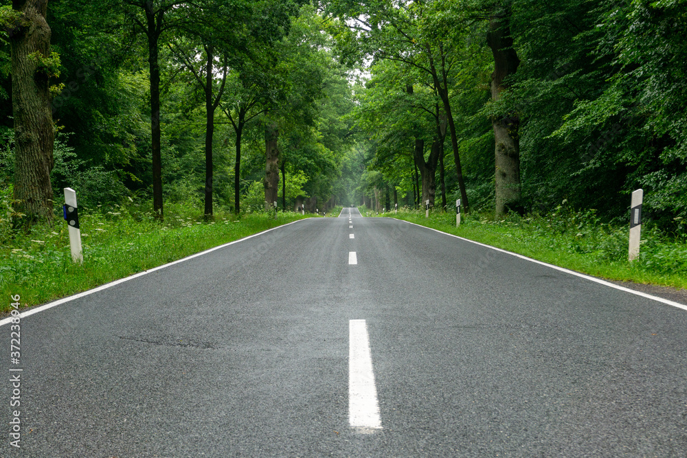 empty blacktop two-lane road in deep lush green forest with copy space