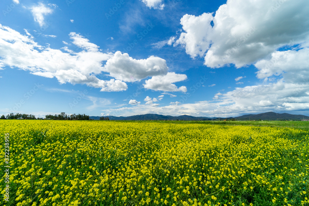 Italy Tuscany Grosseto Maremma rural landscape in bloom, rapeseed fields in flowering hills and pine forest