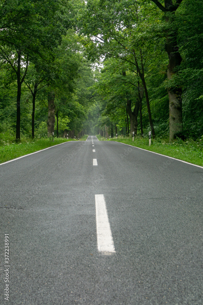 empty blacktop two-lane road in deep lush green forest with copy space