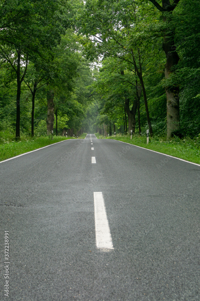 empty blacktop two-lane road in deep lush green forest with copy space empty blacktop two-lane road in deep lush green forest with copy space