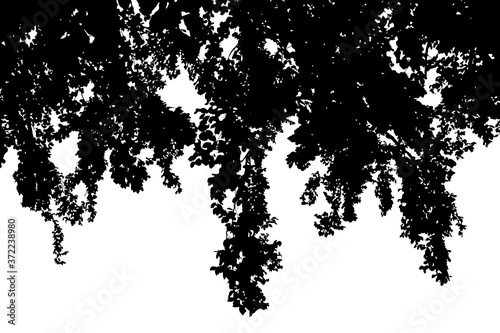 Black silhouettes of tree crowns on white background