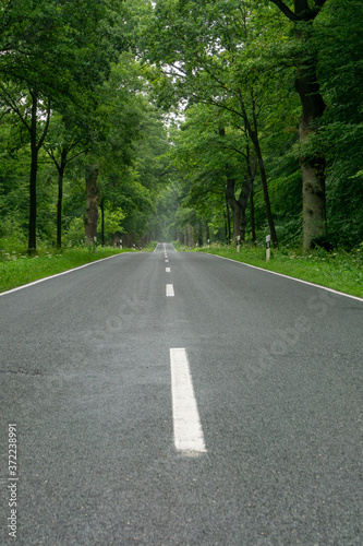 empty blacktop two-lane road in deep lush green forest with copy space © makasana photo