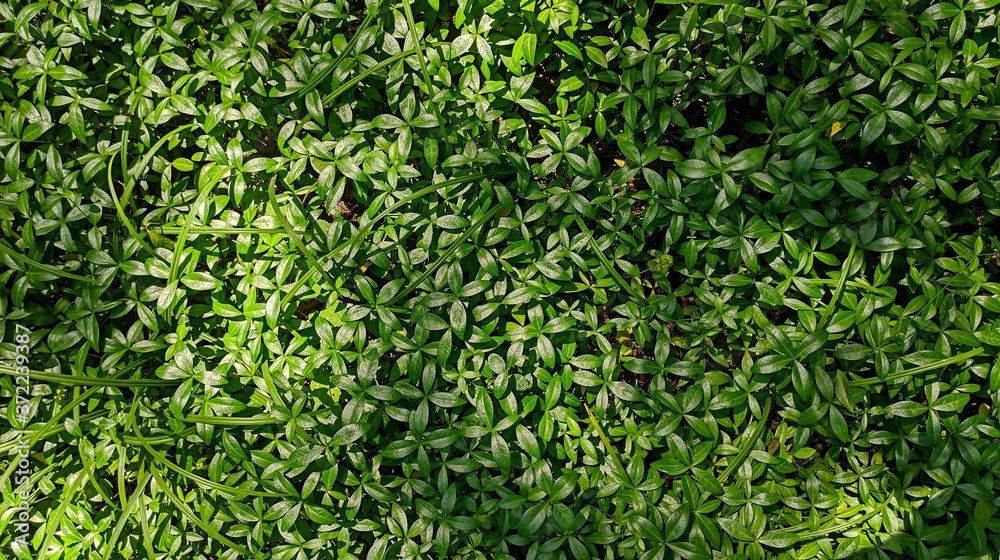 Periwinkle pattern. Green lush periwinkle covers the ground in the forest.