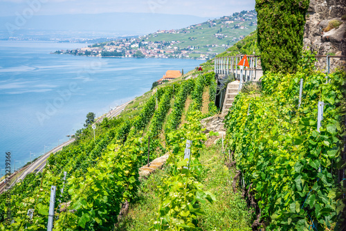 Terraced vineyards and Geneva lake view in Dezaley Lavaux Switzerland photo