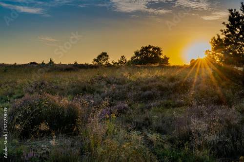 gorgeous sunset on the Lunenburger Heath in Lower Saxony