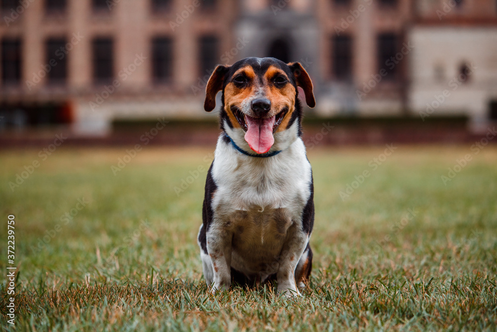 Happy Jack Russel terrier in the park