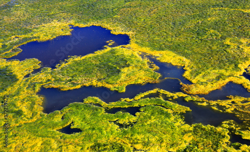 dense layer of green weeds on the water