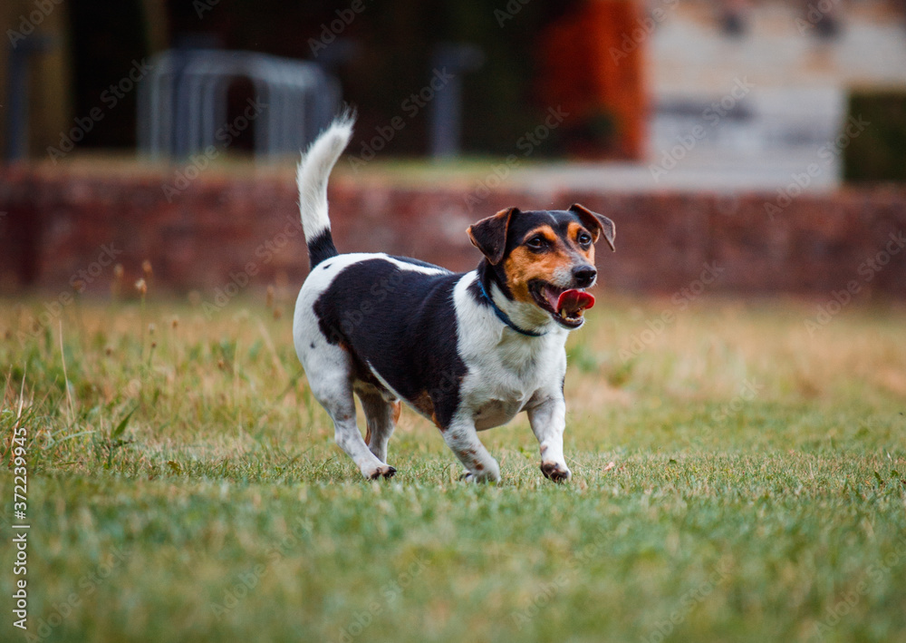 Happy Jack Russel terrier in the park