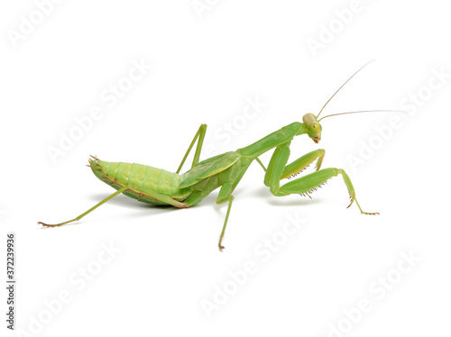 green young mantis sitting on a white background, insect isolated