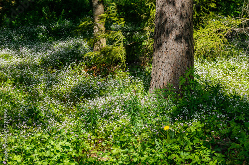 Fototapeta Naklejka Na Ścianę i Meble -  White wildflowers of Claytonia sibirica in shady forest