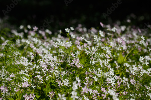 Background of white wildflowers of Claytonia sibirica in shady forest