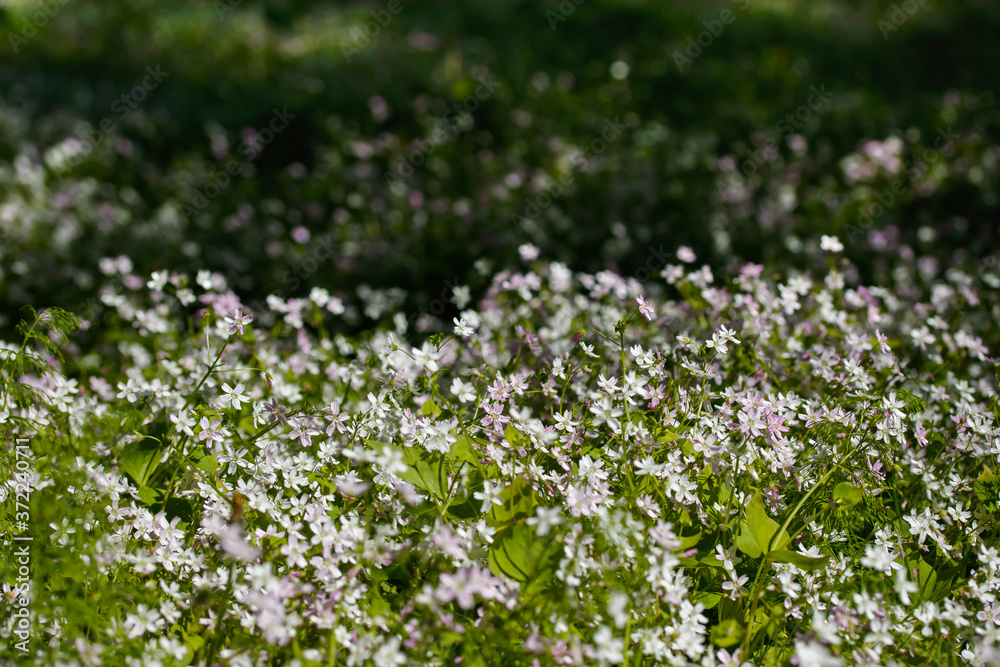 Background of white wildflowers of Claytonia sibirica in shady forest