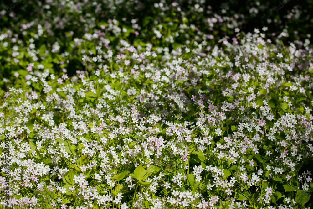 Background of white wildflowers of Claytonia sibirica in shady forest