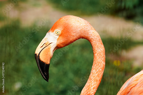 Profile of a pink flamingo bird standing on the grass on dark green background. Close up of a pink flamingo.