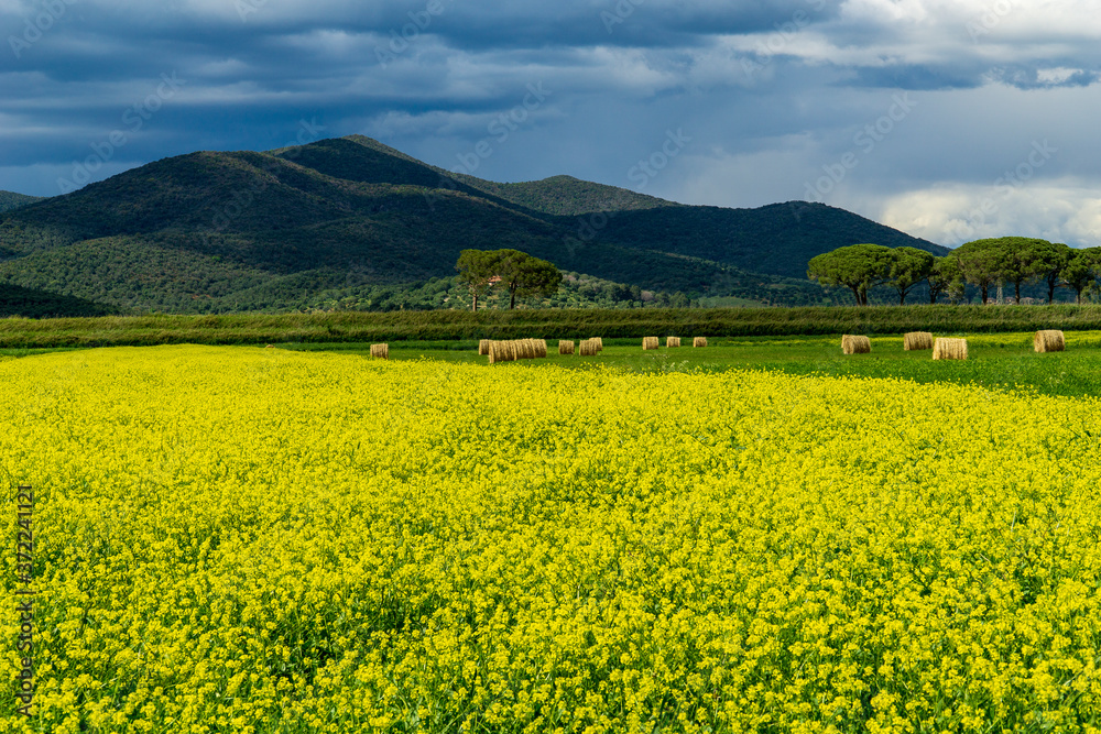 Italy Tuscany Grosseto Maremma rural landscape in bloom, rapeseed fields in flowering hills and pine forest