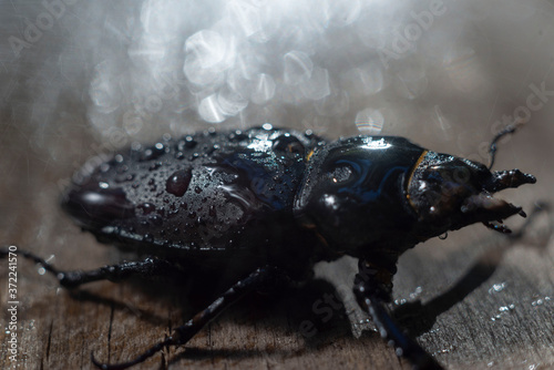 close-up of a large brown beetle with horns, on a wooden background, in the rain. © Алексей Доненко