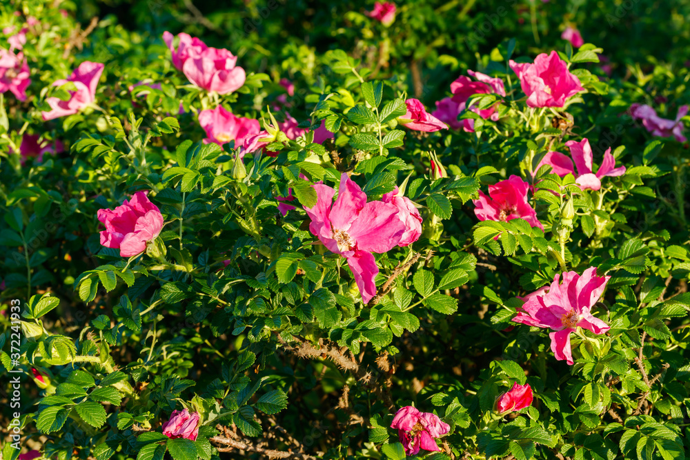 Blossoming dogrose flowers in the summer garden Blossoming dogrose flowers in the summer garden