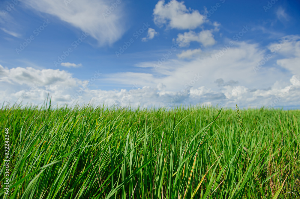Green rice fields and cloudy blue sky Green rice fields and cloudy blue sky