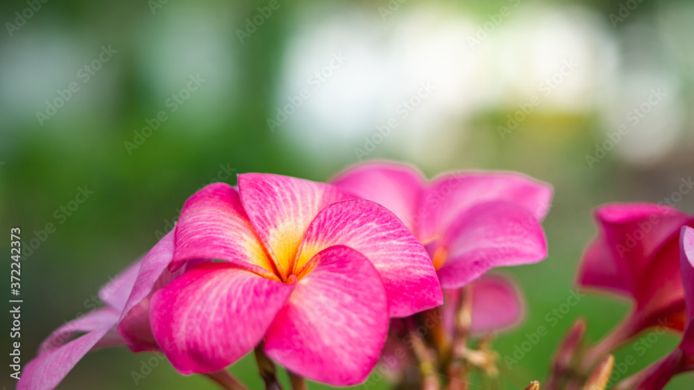 Fototapeta premium beautiful pink flower in green blurry background. topical summer flower, background texture