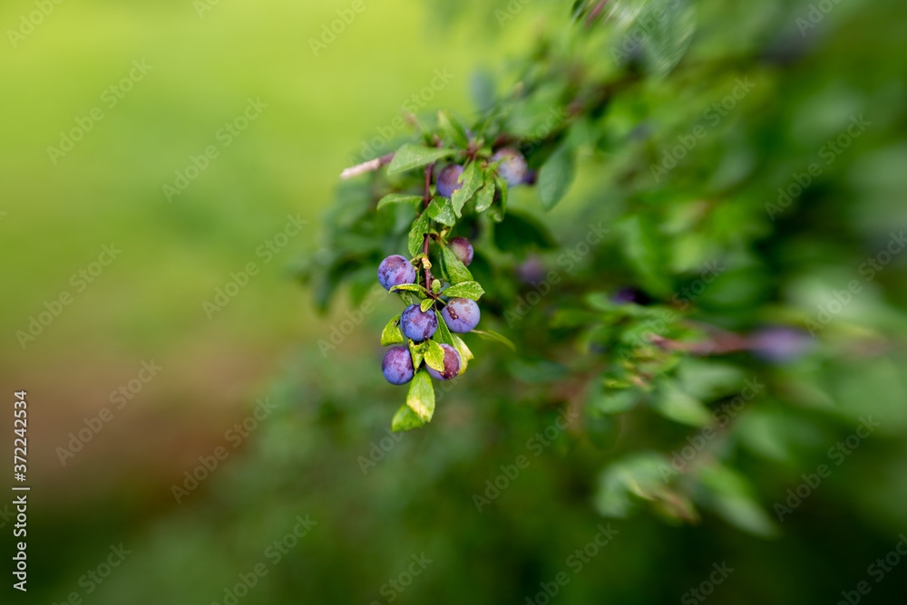 blue berries, selective focus, made with special effect lens