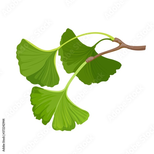 Ginkgo biloba herbal green leaf. Isolated on white. Vector