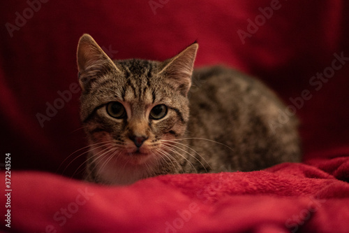 chat sur couverture rouge © Valentin Baheux